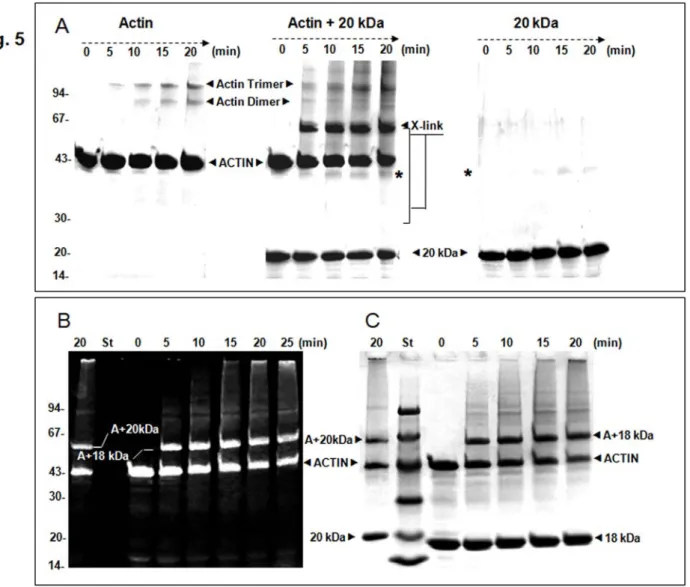 Figure 5: Kinetics of EDC cross-linking between F-actin and gastrokine-1 in solution compared to F-actin and gastrokine-1 alone