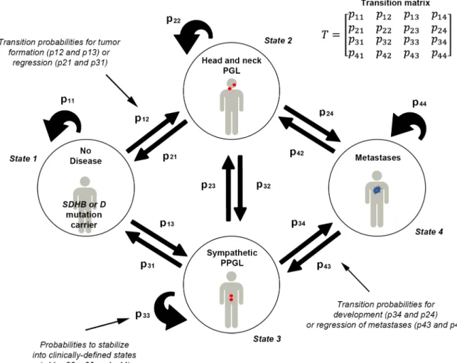 Fig 3. Disease scenarios and rules of disease dynamics. Four clinical states and 16 transition probabilities between states are represented (using Markov chains)