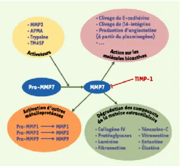 Figure 2. La MMP7 (matrix metalloproteinase 7) et ses interactions. MMP : matrix metalloproteinase ; APMA : 4- 4-aminophenylmercuric-acetate ; TM4SF : transmembrane 4 superfamily.
