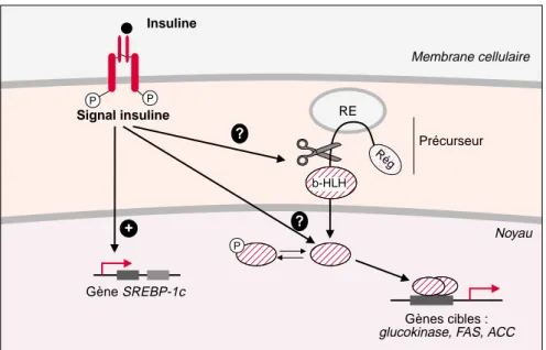Figure 1. Actions possibles de l’insuline sur SREBP-1c dans le foie. L’insuline stimule la transcription du gène codant pour le facteur de transcription SREBP-1c