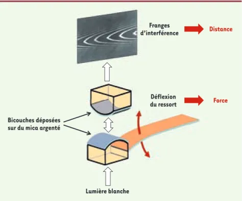 Figure 1. Schéma de principe de l’appareil de forces entre surfaces (SFA). Le SFA mesure la force  entre deux surfaces de mica recouvertes des bicouches à étudier en fonction de la distance qui  les sépare