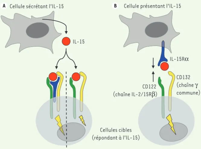 Figure 1. Les deux mécanismes d’action de l’IL-15. A. La cis-présentation : L’IL-15 est sécrétée  sous forme soluble et va exercer son action sur une cellule cible avoisinante (T ou NK) exprimant  à sa surface le complexe récepteur trimérique de haute affi