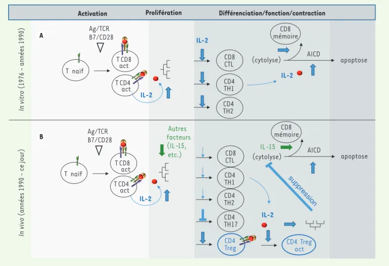 Figure 1. Évolution du modèle d’activation/différentiation/régulation lymphocytaire T