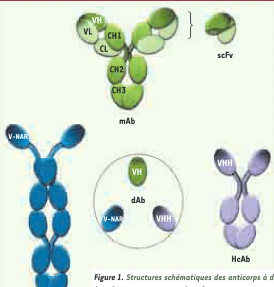 Figure 1. Structures schématiques des anticorps à domaine unique (single domain antibodies)