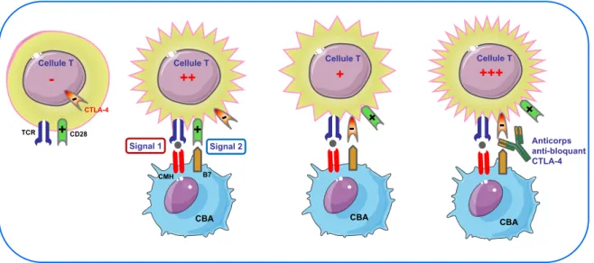 Figure 1 Fonctions immunorégulatrices des  CTLA-4 