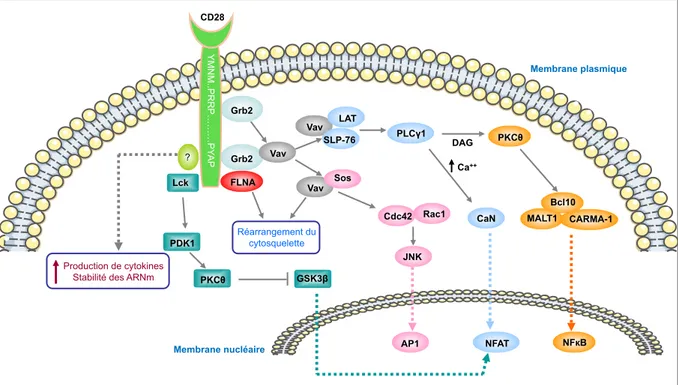 Figure 3 Mécanismes d’inhibition de la costimulation médiée par CD28 induite par 