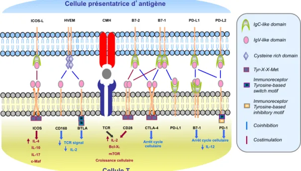 Figure 4: Mécanismes de costimulation et de coinhibition 