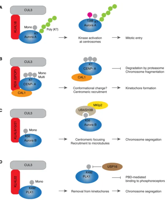 Fig. 2. Non-proteolytic CUL3 pathways during cell division.