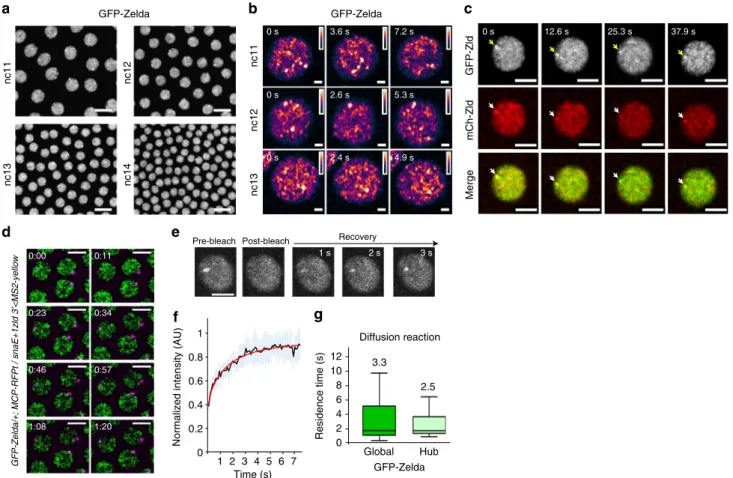 Fig. 6 Zelda hubs kinetic properties. a Living GFP-zld embryo imaged by confocal microscopy from interphase of nc11 to early interphase of nc14