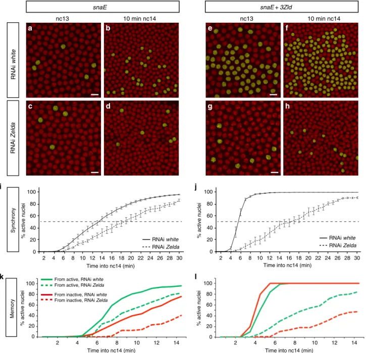 Fig. 3 Transcriptional memory persists in the absence of Zelda. a – h Snapshots of maximum intensity projected Z-stack of Drosophila embryo movies expressing snaE (a – d) or snaE + 3Zld (e – h) at nc13 (a, c, e, g) and nc14 (b, d, f, h), in a white -RNAi (