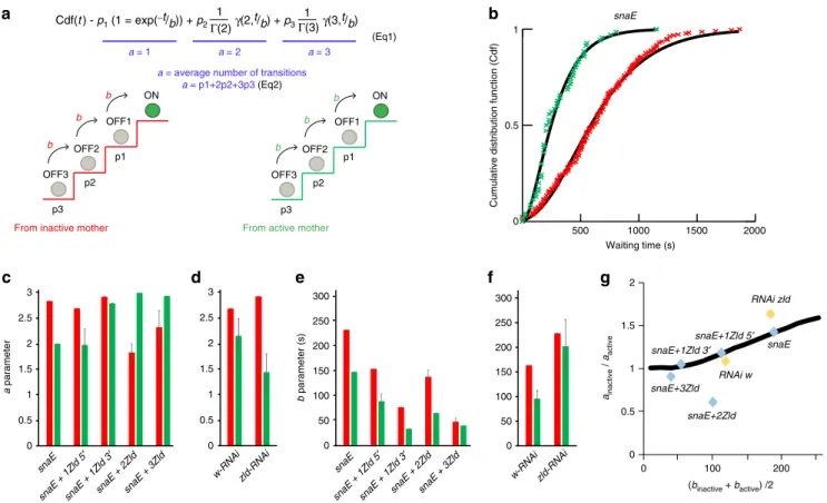 Fig. 4 Mathematical modeling of transcriptional memory. a Schematic representation of the discrete states (OFF1, OFF2 and OFF3) required to reach transcription (ON state), when coming from an inactive (red stairs) or an active (green stairs) mother nucleus