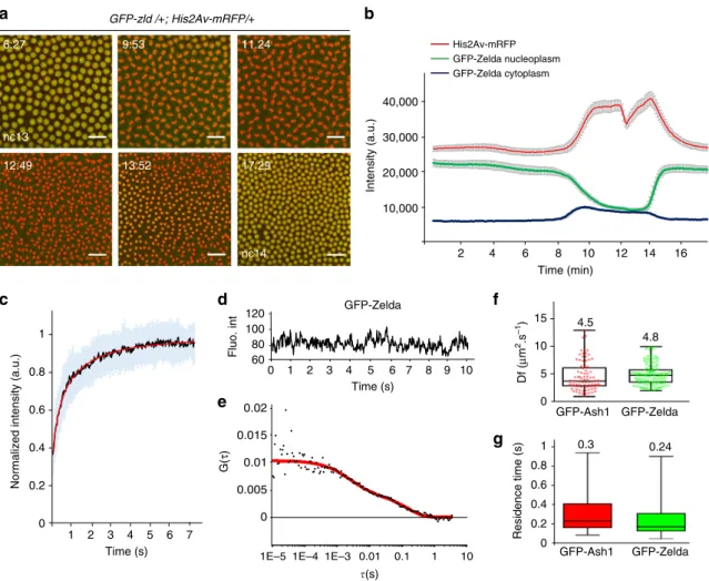 Fig. 5 Zelda global kinetic properties. a Living GFP-zld/ + ;His2Av-mRFP/ + embryo imaged by confocal microscopy from interphase of nc13 to early interphase of nc14