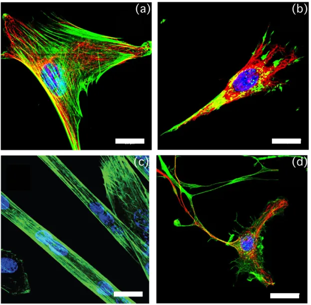 FIG. 1. Fluorescence images of C2C12 myoblast cells (a, b, d) and C2C12 myotubes (c) showing their nuclei (DAPI - blue), actin filaments (phalloidin alexa fluor 488 - green) and microtubules (β-tubulin Cy3-conjugate - red)
