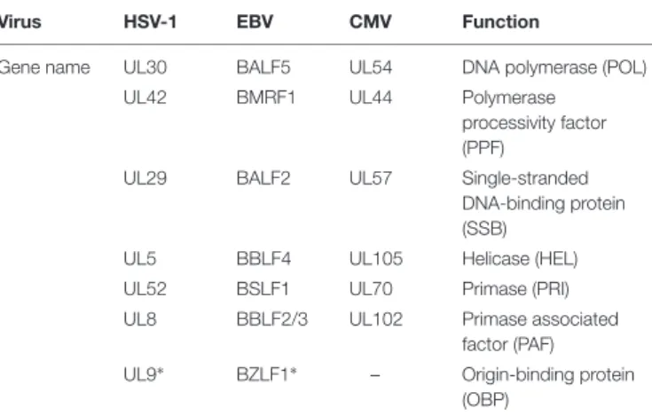 TABLE 3 | Herpesviruses replication proteins.