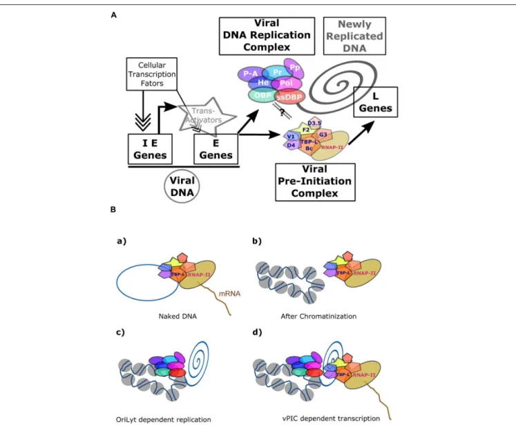 FIGURE 5 | Transcriptional regulation of β- and γ-herpesviruses late gene expression. (A) Overview of EBV productive cycle