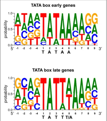 FIGURE 3 | TATA box sequence conservation of early and late EBV genes presented by sequence logo