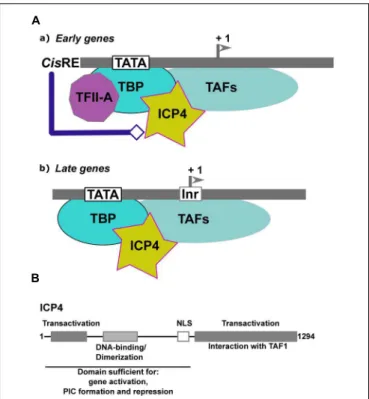 FIGURE 4 | Transcriptional regulation of α -herpesviruses late gene expression. (A) Schematic representation of the initial step of formation of the Pre-Initiation Complex (PIC) on early and late α-herpesvirus promoters