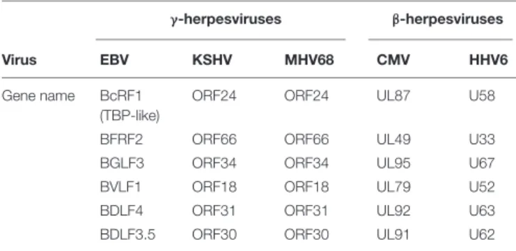 TABLE 2 | Homologous genes involved in late gene expression between beta and gamma-herpesviruses.