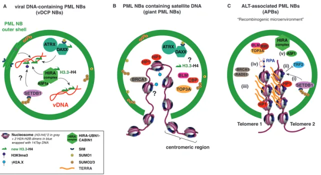 Figure 3. PML NBs directly regulate chromatin dynamics of DNA sequences found in the condensate