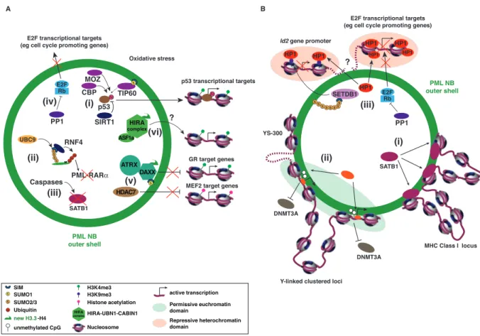Figure 4. Role of PML NBs in transcriptional regulation. PML NBs has a dual effect on gene expression both facilitating or repressing expression of specific genes