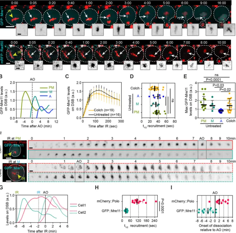 Fig. 6. Mre11 and Rad50 precede Polo on IR-induced DSBs but, unlike Polo, dissociate rapidly from the lesions regardless of the stage of mitosis.