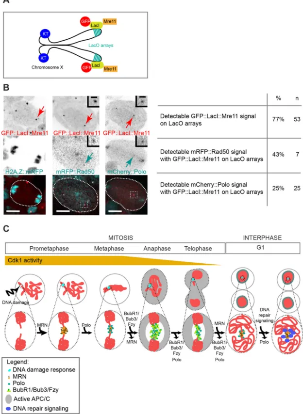 Fig. 8. Ectopic localization of Mre11 on chromatin is sufficient to recruit Polo independently of DNA damage