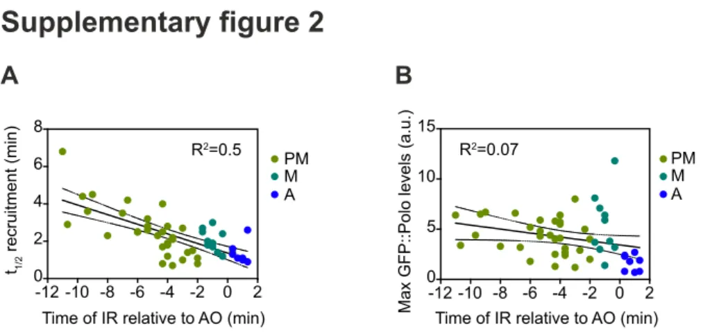 Figure  S2.  GFP::Polo  kinetics  at  DSB  induced  at  different  stages  of  mitosis