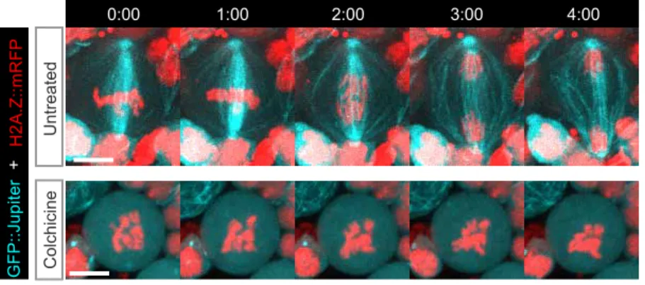 Figure  S3.  Complete  depolymerisation  of  microtubules  in  mitotic  neuroblasts  upon  colchicine  treatment