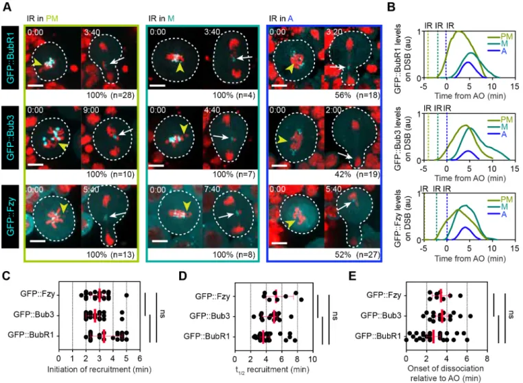 Fig. 3. BubR1, Bub3 and Fzy exhibit similar biphasic kinetics at DNA breaks in mitosis