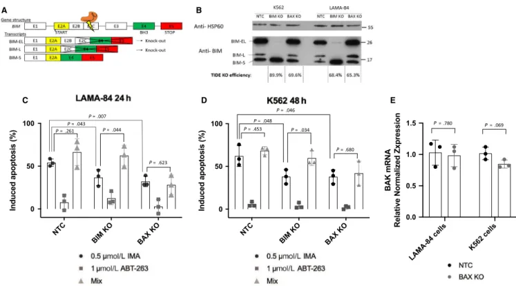 FIGURE 4  The importance of intrinsic apoptosis in response to TKI treatment. (A) Gene structure of BIM, CRISPR targeted exon 2C,  knocking out BIM-EL and BIM-L isoforms