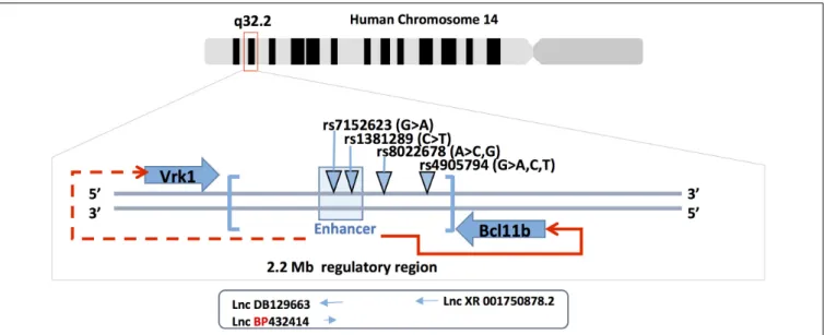 FIGURE 2 | Bcl11b gene locus and SNPs. Bcl11b is located on human chromosome 14q 32 (upper panel)
