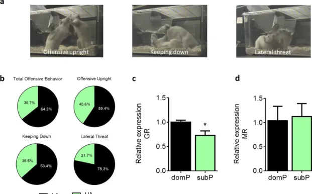 Figure 1. Characterization of dominant and submissive-prone rats in behavior and gene expression