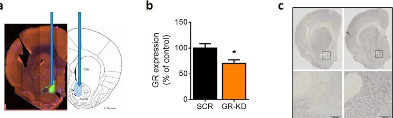 Figure 2. Verification of viral GR downregulation in the NAc. Targeted area in the NAc and GFP localization with 4x 