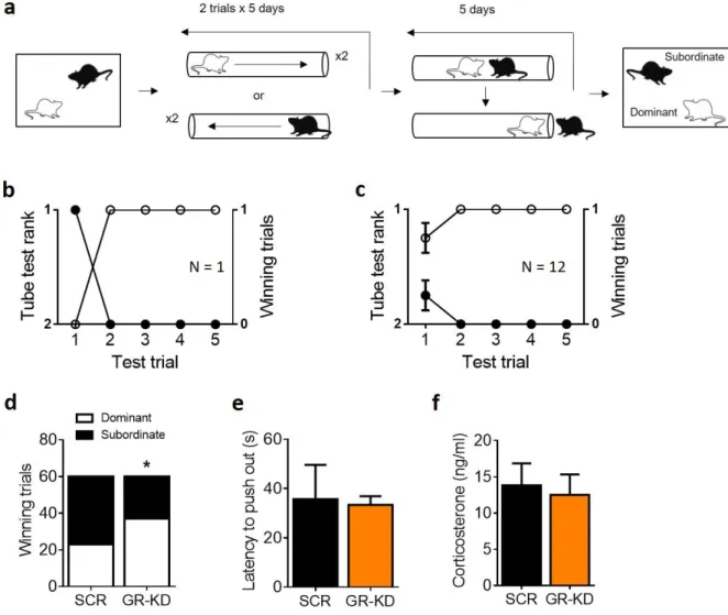 Figure 4. GR knockdown in the NAc enhances social rank attainment in a dyadic hierarchy in rats