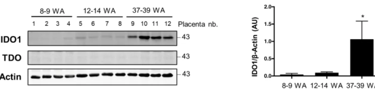 Figure 3. Indoleamine 2,3-dioxygenase 1 enzyme (IDO1) protein expression in placenta from different  periods of pregnancy