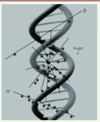 Figure 2.  Répartition spatiale des ionisations au sein d’une  molécule d’ADN pour une particule  a , une particule  b  et un  émetteur d’électrons Auger  (d’après  [18]) (©  the Society of  Nuclear Medicine and Molecular Imaging, Inc).