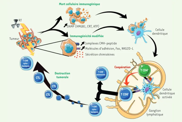 Figure 3. Les rayonnements ionisants agissent comme des agents modificateurs du microenvironnement tumoral afin de permettre au système  immunitaire d’être efficace