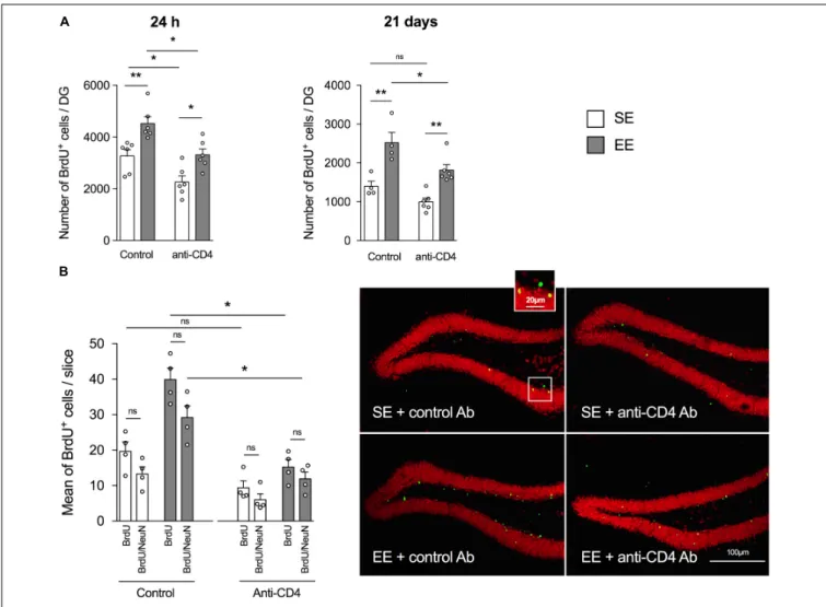 FIGURE 1 | CD4 + T cell depletion affects EE-induced neurogenesis in dentate gyrus of the hippocampus from SE and EE mice