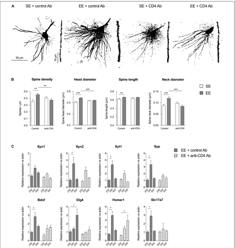 FIGURE 2 | CD4 + T cell depletion affects spine density and morphology in pyramidal neurons of CA1