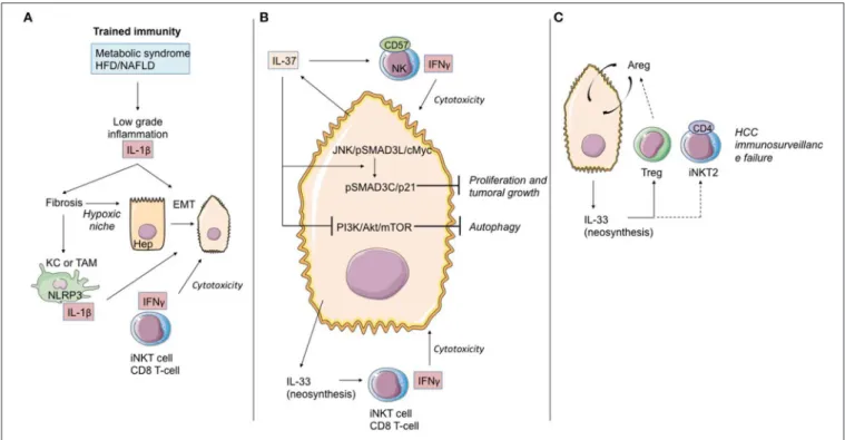 FIGURE 6 | Role of IL-1 cytokine family members in the immunological history of the hepatocarcinoma