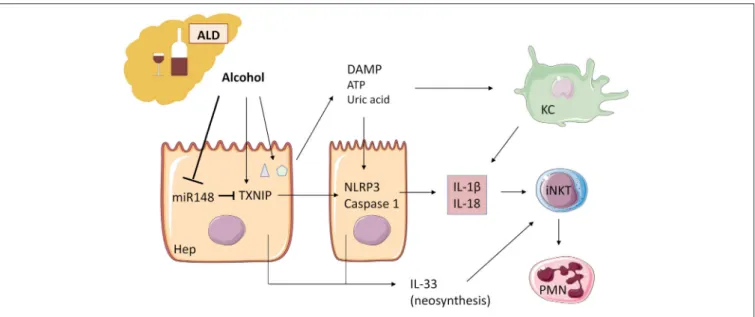 FIGURE 3 | Alcohol acts as an “exogenous signal” on Kupffer cells to activate the inflammasome NLRP3-caspase 1 and production of IL-1β in ALD