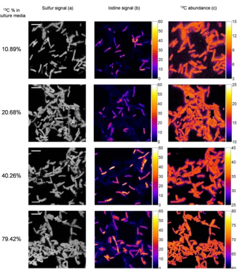 Table 2. Mean isotopic composition of individual cells measured with nanoSIMS.