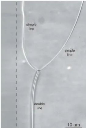 Fig. 4. First χ line forming a zigzag when the planar anchor- anchor-ing direction is parallel to G~ (θ = π/2 in average)