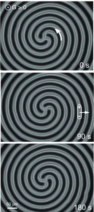FIG. 3: Triple spiral rotating anticlockwise at T = 60.8 ◦ C&gt; T c (d = 10 µm, ∆T = 36.8 ◦ C)