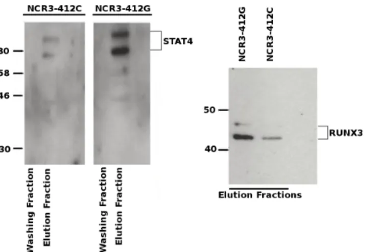 Fig 3. Differential binding of transcription factor candidates to rs2736191 polymorphism