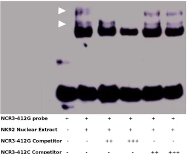 Fig 2. Effect of rs2736191 polymorphism on transcription factors binding. EMSA with biotin-labelled probes containing the G allele of rs2736191 and incubated with NK92 nuclear extracts