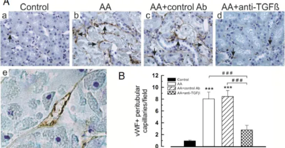Fig 10. Anti-transforming growth factor beta (TGF β ) Ab attenuated peritubular capillary density in vivo and endothelial cells injury in vitro induced by aristolochic acid (AA)