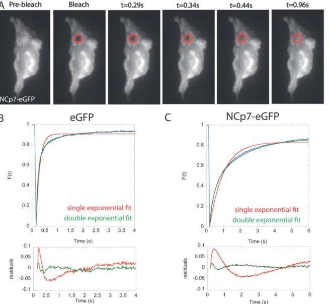 Fig 3. FRAP experiments in eGFP and NCp7-eGFP expressing cells. (A) Time lapse sequence of typical FRAP measurements in the cytoplasm of an NCp7-eGFP expressing cell