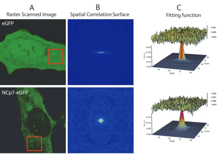 Fig 6. NCp7-eGFP dynamics in HeLa cells monitored by RICS. (A) A series of confocal images of eGFP and NCp7-eGFP expressing cells was acquired.