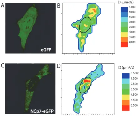 Fig 7. Confocal images (A, C) and RICS-based diffusion maps (B, D) of eGFP and NCp7-eGFP in HeLa cells